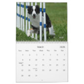 Australischer Schäfer-Agility-Kalender Kalender (Mär 2026)