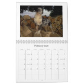 Australischer Schäfer Calander Kalender (Feb 2026)