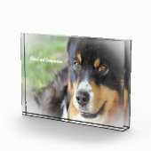 Australischer Schäfer Dog. Fotoblock (Rechts)