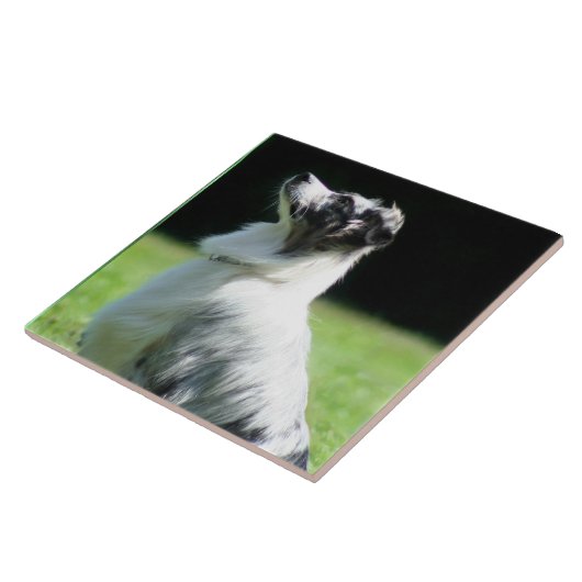 Australischer Schäfer Fliese (Seite)