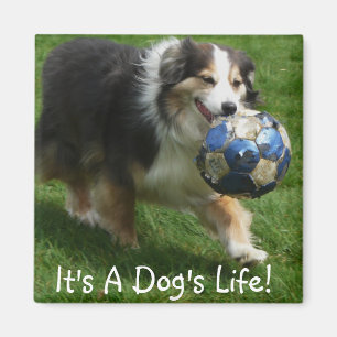 Australischer Schäfer hat einen Ball! Magnet