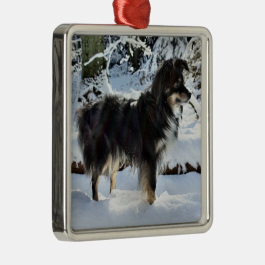 Australischer Schäfer voll im Schnee dritter Ornament Aus Metall (Rechts)