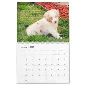 Australischer Schäfer-Welpen-Kalender Kalender (Jan 2027)