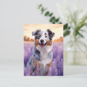 Australischer Schäferhund auf Lavenderfeld Postkarte (Stehend Vorderseite)