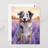 Australischer Schäferhund auf Lavenderfeld Postkarte (Vorne/Hinten)