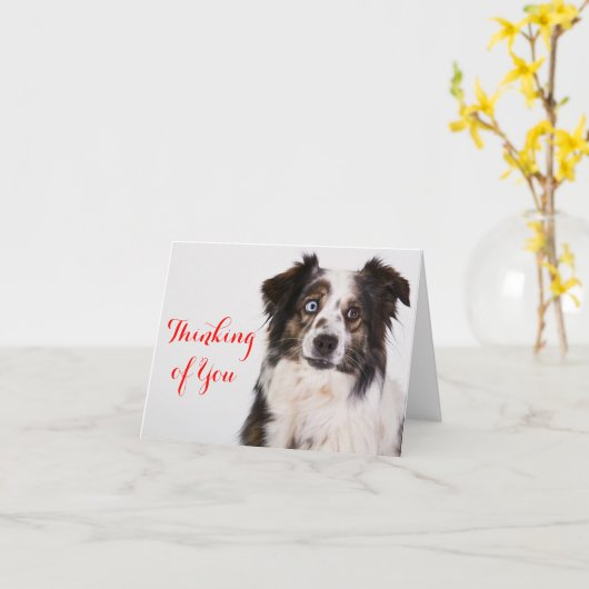 Australischer Schäferhund Aussie Dog denkt an Sie Karte (Gelbe Blume)