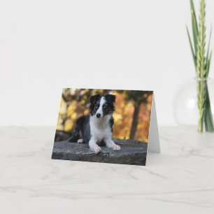 Australischer Schäferhund Aussie Hund Hallo Freund Karte