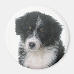 Australischer Schäferhund Aussie Welpe Hund Magnet