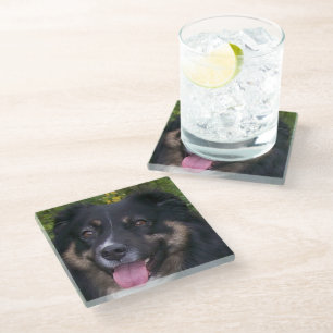 Australischer Schäferhund Black Tri Glasuntersetzer