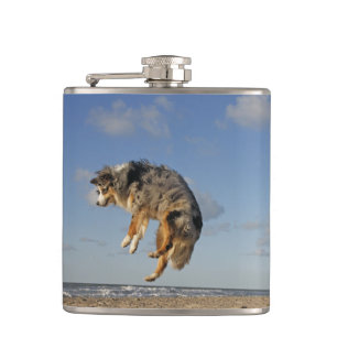 Australischer Schäferhund Blue Merle am Strand spr Flachmann