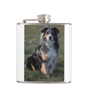 Australischer Schäferhund Blue Merle sitzend Flachmann
