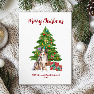 Australischer Schäferhund - Familie Weihnachten