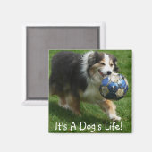 Australischer Schäferhund hat einen Ball! Magnet (Vorderseite/Rückseite)