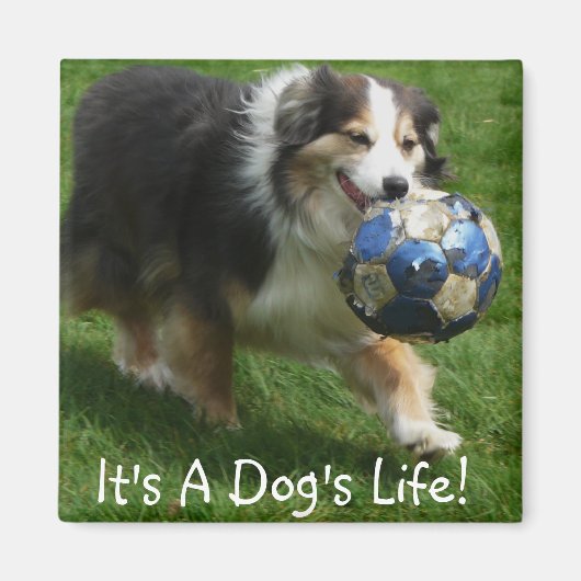 Australischer Schäferhund hat einen Ball! Magnet (Vorne)
