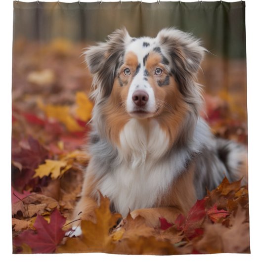 Australischer Schäferhund im Herbstfall Inspiriert Duschvorhang (Vorderseite)