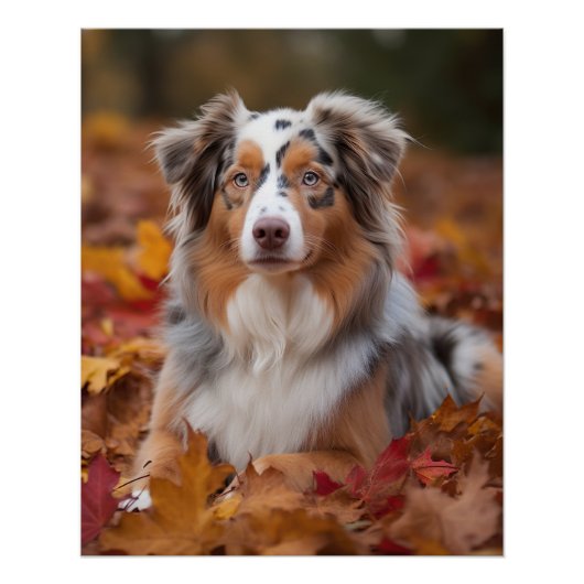 Australischer Schäferhund im Herbstfall Inspiriert Poster (Vorderseite)