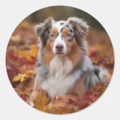 Australischer Schäferhund im Herbstfall Inspiriert Runder Aufkleber (Vorderseite)