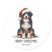 Australischer Schäferhund im Weihnachtslicht einge