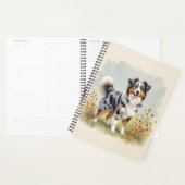 Australischer Schäferhund Merle Langschwanz Planer (Anzeige)