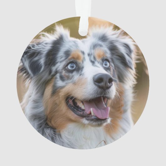 Australischer Schäferhund mit Name und Foto Ornament (Rückseite)