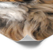 Australischer Schäferhund Portrait Fine Art Print Poster (Ecke)