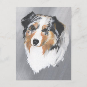 Australischer Schäferhund Postkarte