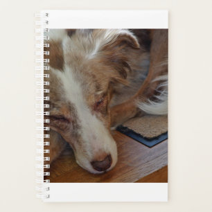 Australischer Schäferhund Red Merle schlafend Planer