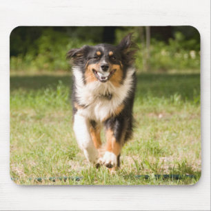 Australischer Schäferhund spielt mit Ball Mousepad
