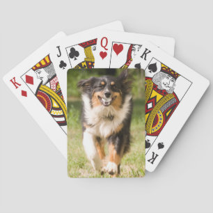 Australischer Schäferhund spielt mit Ball Spielkarten