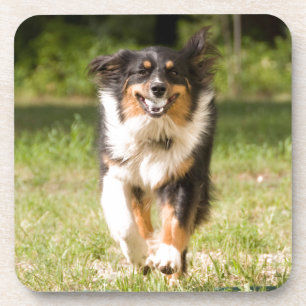 Australischer Schäferhund spielt mit Ball Untersetzer