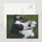 Australischer Schäferhund stehend an Hinterbeinen Postkarte (Vorne/Hinten)
