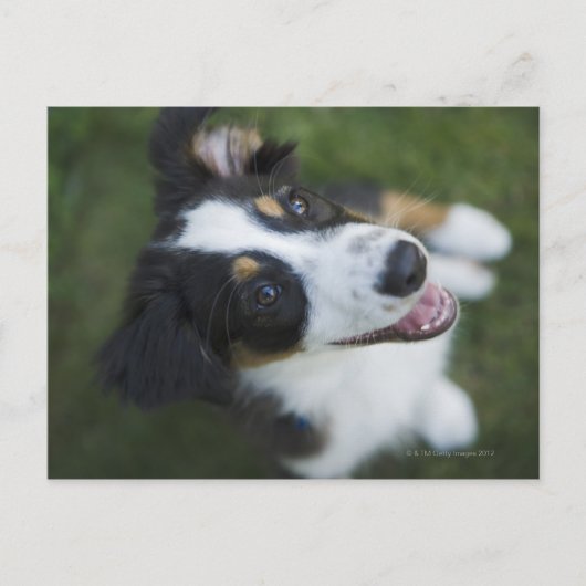 Australischer Schäferhund stehend an Hinterbeinen Postkarte (Vorderseite)