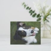 Australischer Schäferhund stehend an Hinterbeinen Postkarte (Stehend Vorderseite)