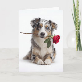 Australischer Schäferhund Valentine Karte
