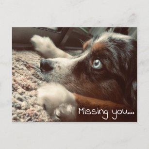 Australischer Schäferhund Vermissten Ihnen Weißtex Postkarte