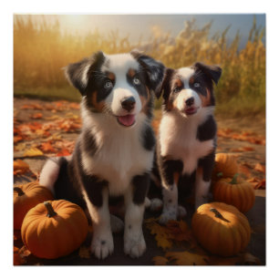 Australischer Schäferhund Welpe Herbstfreude Kürbi Poster