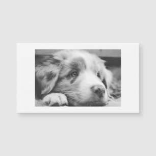 Australischer Schäferhund-Welpe sw Magnetkarte