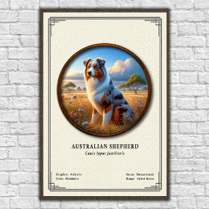 Australischer Schäferhund Zoologie-Serie Poster