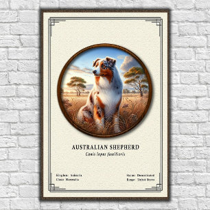 Australischer Schäferhund Zoologie-Serie Poster