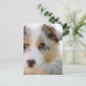 Australischer Schäferwelpen Postkarte (Stehend Vorderseite)