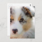 Australischer Schäferwelpen Postkarte (Vorne/Hinten)
