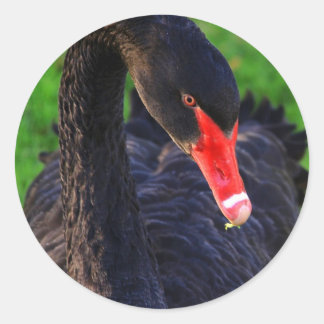 Australischer Schwarzer Schwan Runder Aufkleber