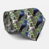 Australischer Schwarzpapagei, Krawatte (Gerollt)