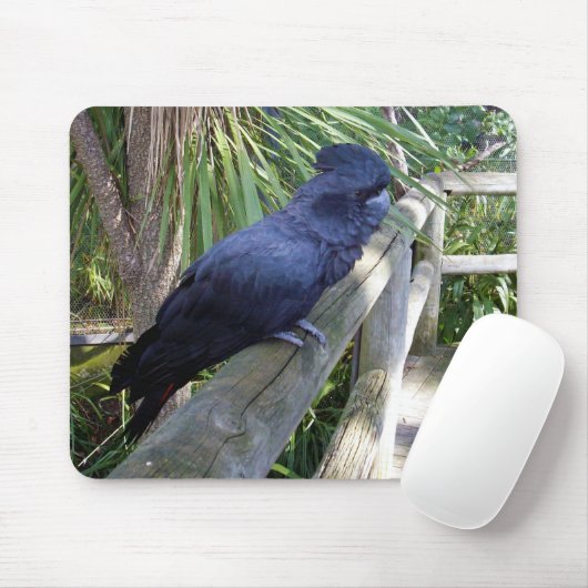 Australischer Schwarzpapagei, Mousepad (Mit Mouse)