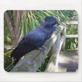 Australischer Schwarzpapagei, Mousepad (Vorne)