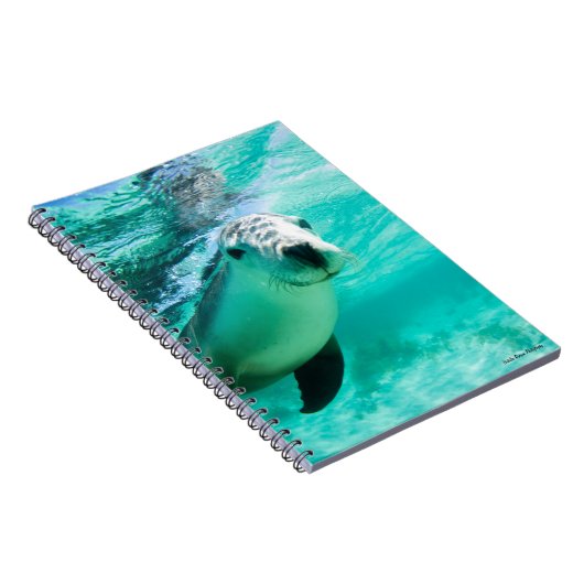 Australischer Seelöwe Notizblock (Rechte Seite)