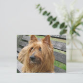 australischer Terrier auf Bank.png Postkarte (Stehend Vorderseite)