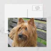 australischer Terrier auf Bank.png Postkarte (Vorne/Hinten)