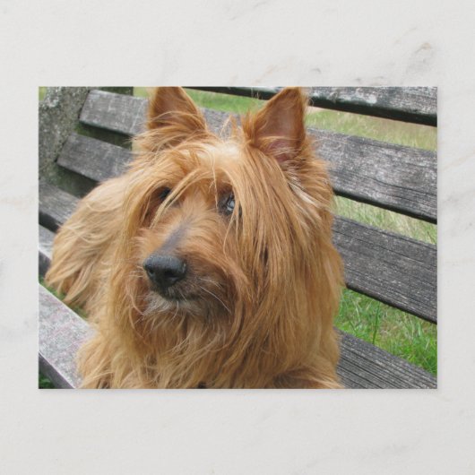 australischer Terrier auf Bank.png Postkarte (Vorderseite)
