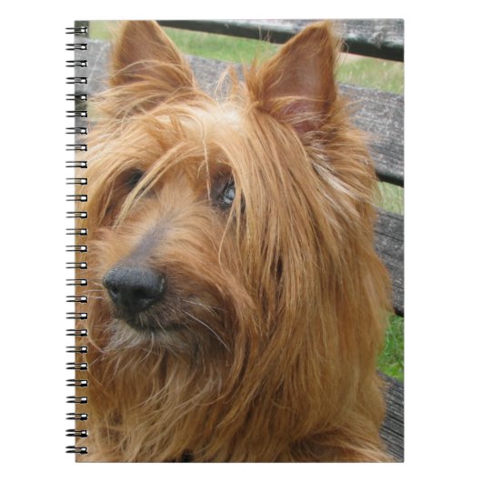 australischer Terrier auf bench.png Notizblock (Vorderseite)